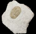 Rare Ptychopyge Trilobite - Putilovo Quarry, Russia #45303-2